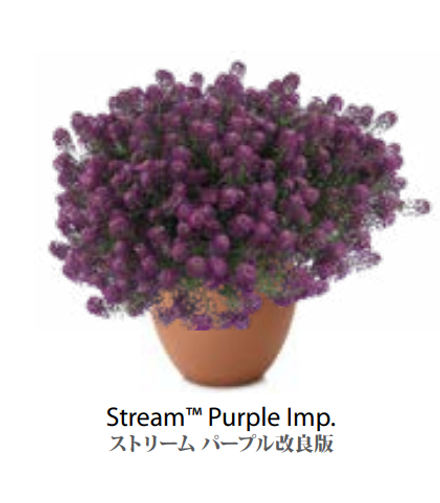 ЕВРО Лобулярия (Алиссум) Stream Purple Imp укор черенок декабрь