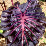 Колоказия INFERNO FALLS