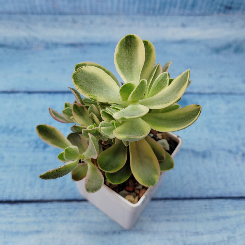 Crassula Moneymaker variegata (Крассула)