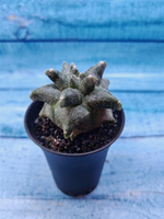 Astrophytum Myriostigma monstrosa (Астрофитум)