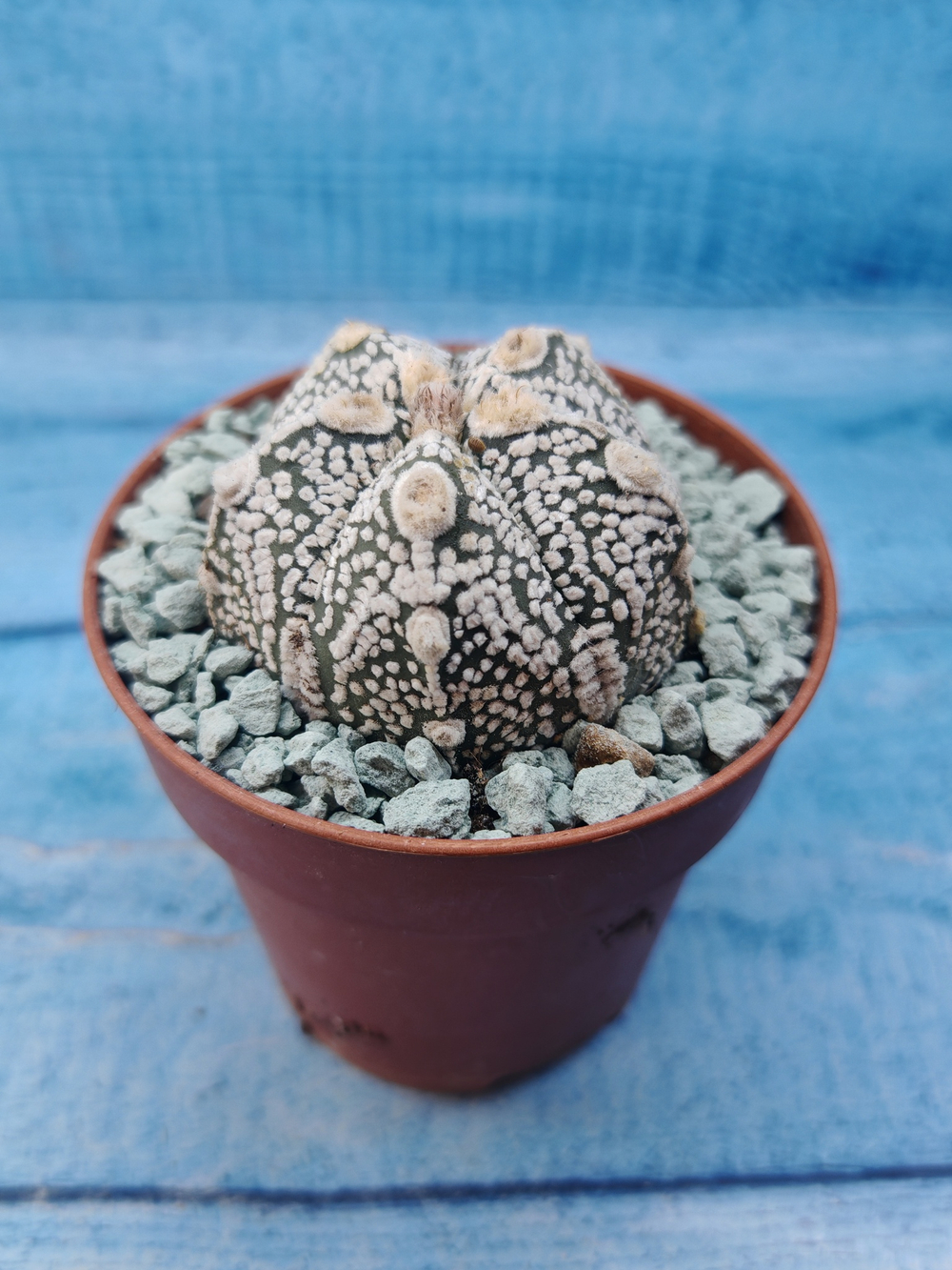Astrophytum Asterias "Super Kabuto" (Астрофитум)