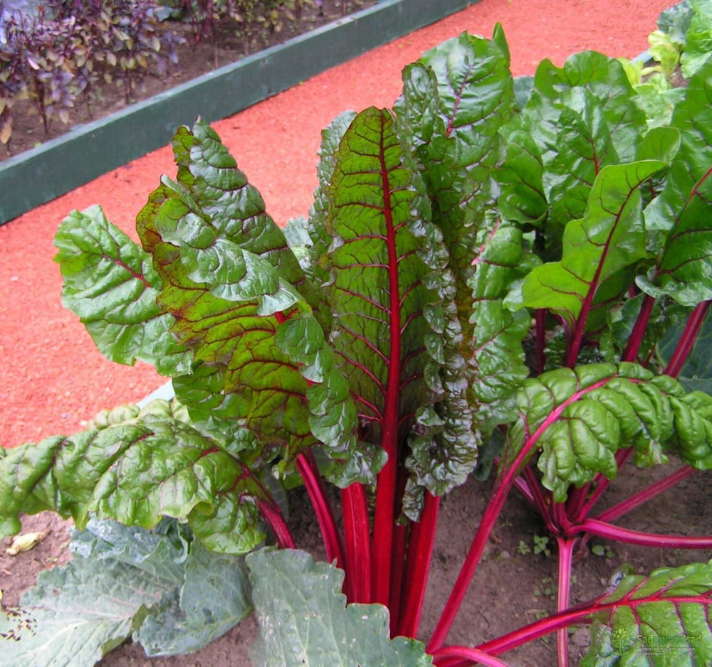 Рубин семена мангольда (ПОИСК)