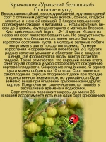 Крыжовник Уральский бесшипный