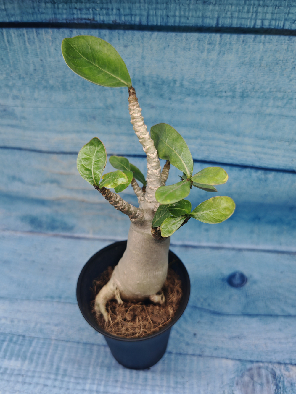 Adenium Baobab (Адениум)