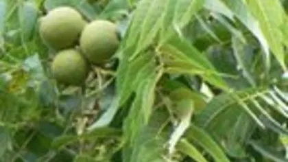 Черный орех (лист)