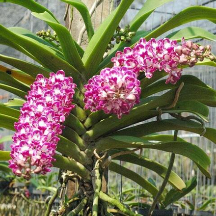 Ринхостилис RHY 43-PLOY CHOMPHU