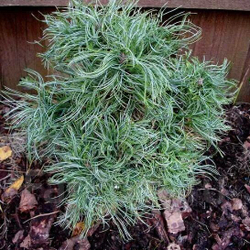 Сосна Веймутова Тини Керлс С5 20-30