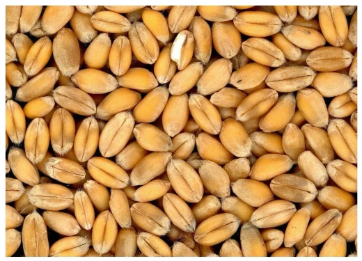 Пшеница 3,4,5 класс