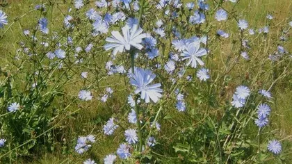 Цикорий обыкновенный (корень)