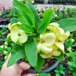 Эуфорбия Миля THANU THONG