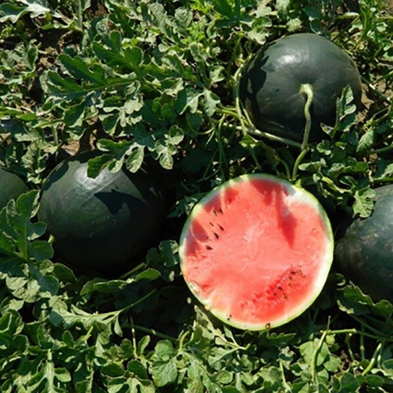 Уэльва F1 семена арбуза (Rijk Zwaan / Райк Цваан) в поле – фото 3