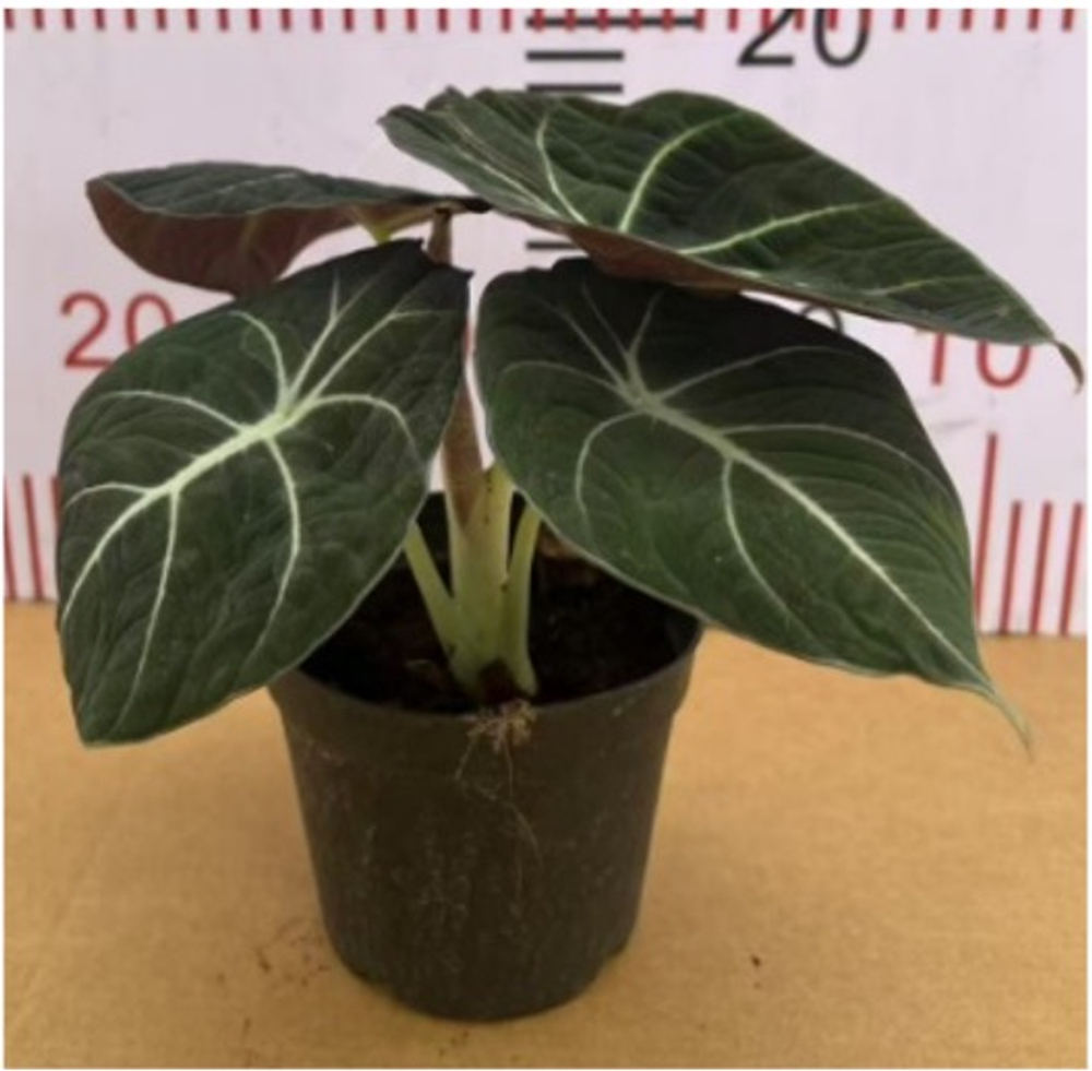 Алоказия Black Swan д.10