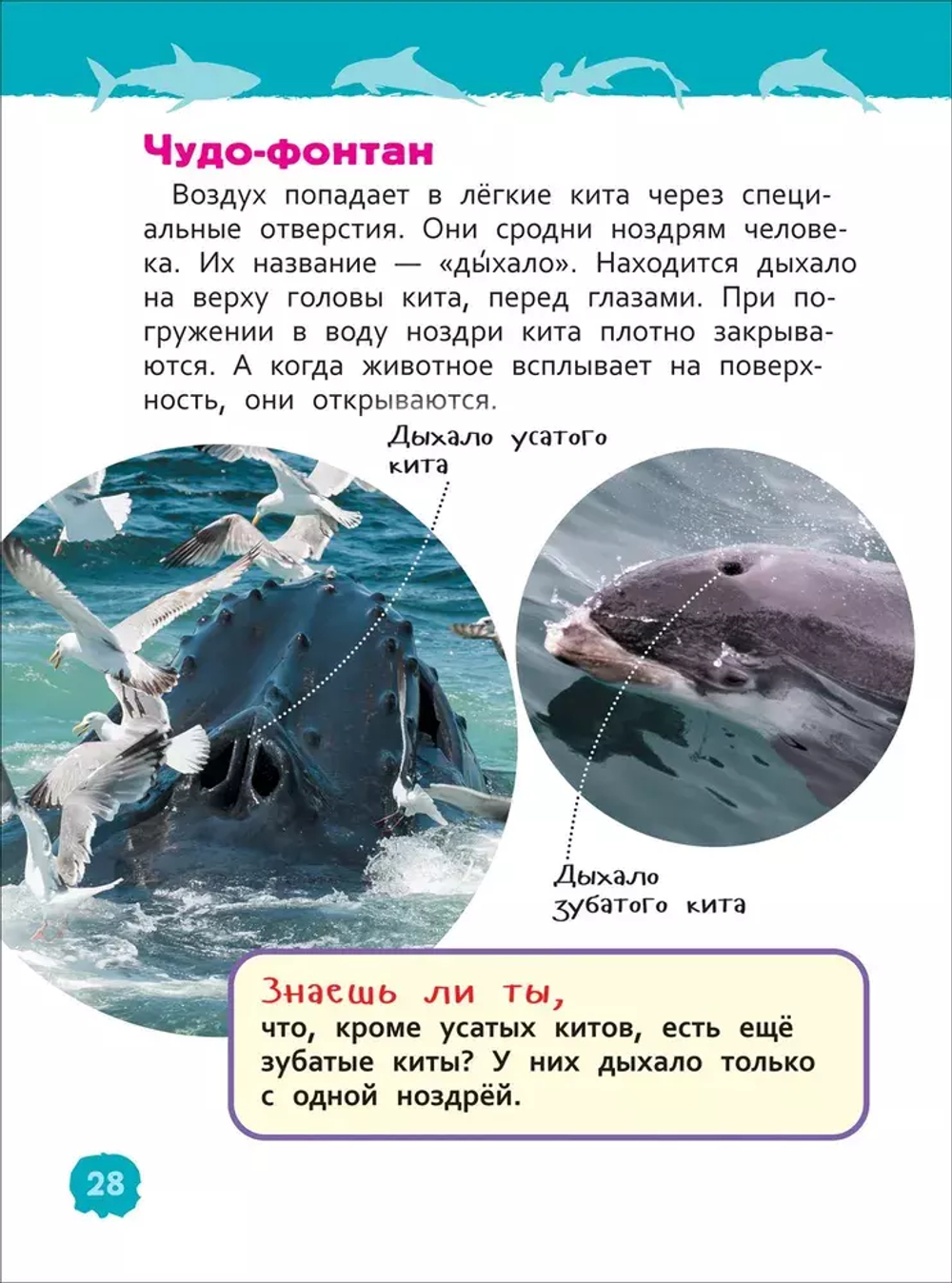 Акулы, киты и дельфины (Энциклопедия для детского сада)