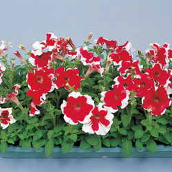 Петуния грандифлора Хулахуп Ред (1000др) Витагрин Профи