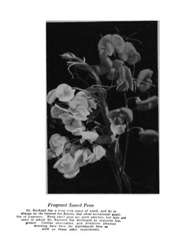 Luther Burbank: His methods and discoveries and their practical application. Volume 9 | Luther Burbank