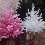 Заснеженная розовая елка «Фэнтези» (Литая хвоя) 120 см / 1,2 м