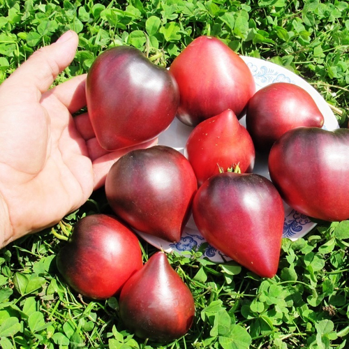 Помидоры Sgt Pepper's - Одинокие Сердца Сержанта Пеппера