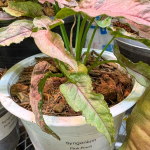 Сингониум PINK PUNCH