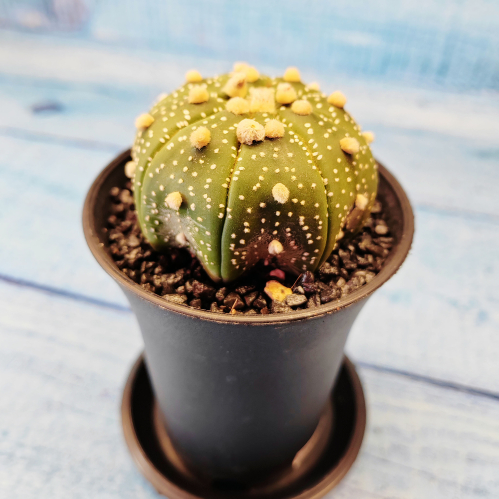 Astrophytum Asterias (Астрофитум)
