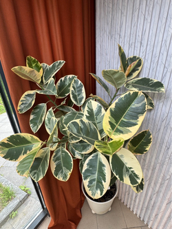 Фикус Эластика Тинеке на штамбе, D39см Н170см, 1шт, Urban Jungle (7143)