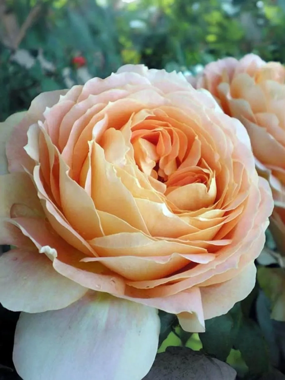 Роза чайно-гибридная Карамель Антик