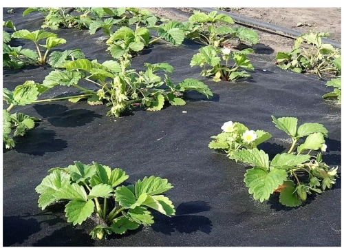 Укрывной материал, спанбонд "Мульча" черная, плотность 60г/м2, 10 х 1.6 м, 66-3-150