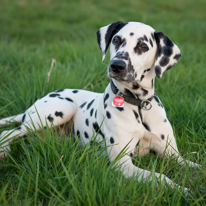 Колье Мой Любимый Пушистик – Персонализация