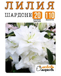 Лилия Луковица, Шардоне, восточный гибрид, 1 шт
