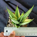 Сансевиерия PAGODA VAR