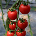 Сакура F1 семена томата (Enza Zaden / Энза Заден)