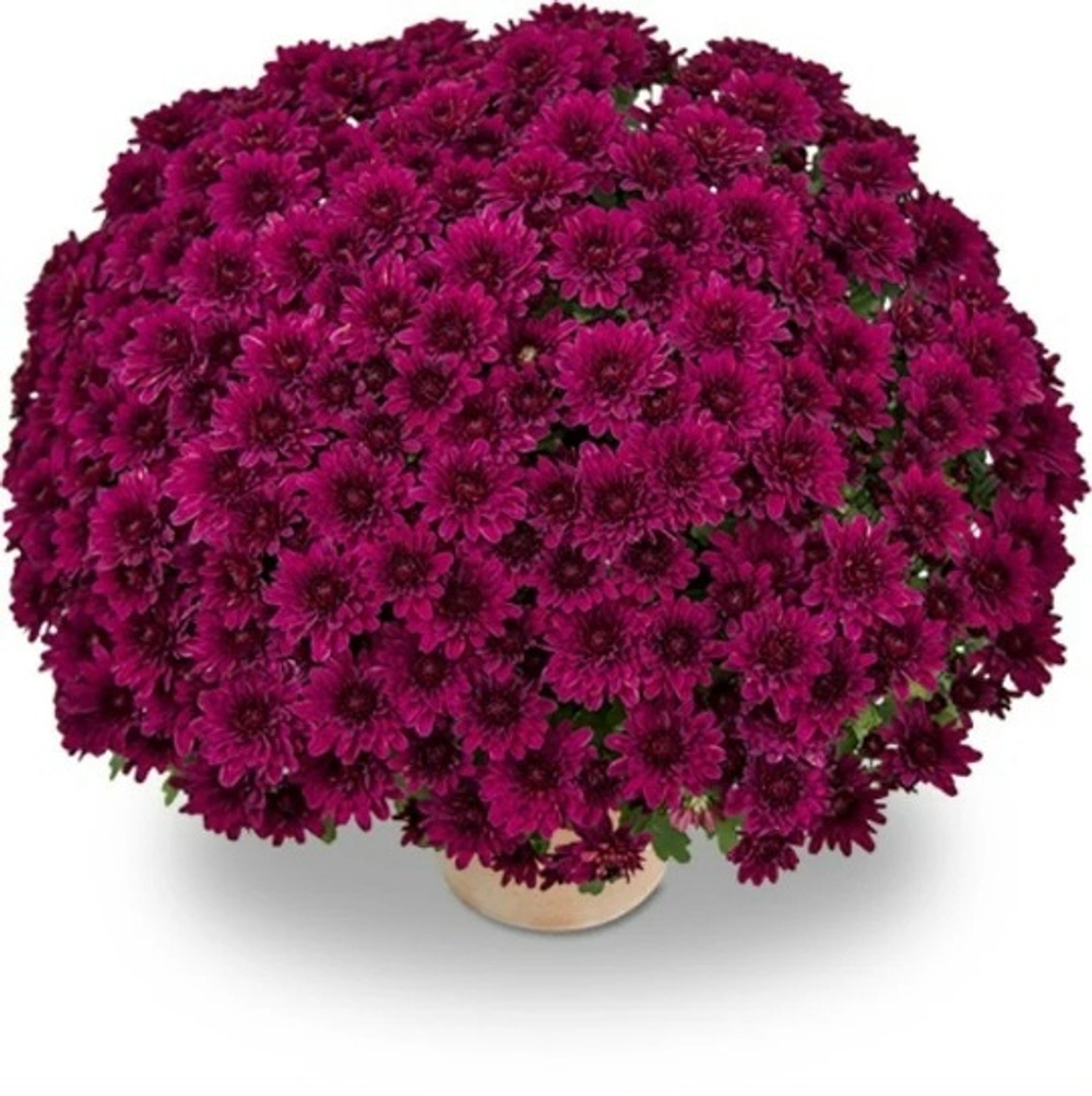 Хризантема Мультифлора Ноктюрн