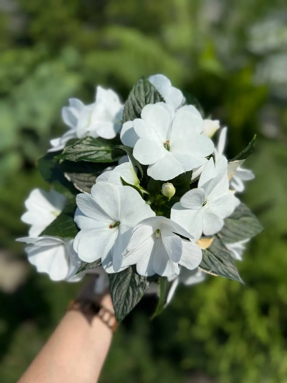 Бальзамин новогвинейский Magnum Pure White