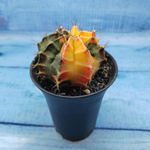 Gymnocalycium Variegata (Гимнокалициум Вариегатный)