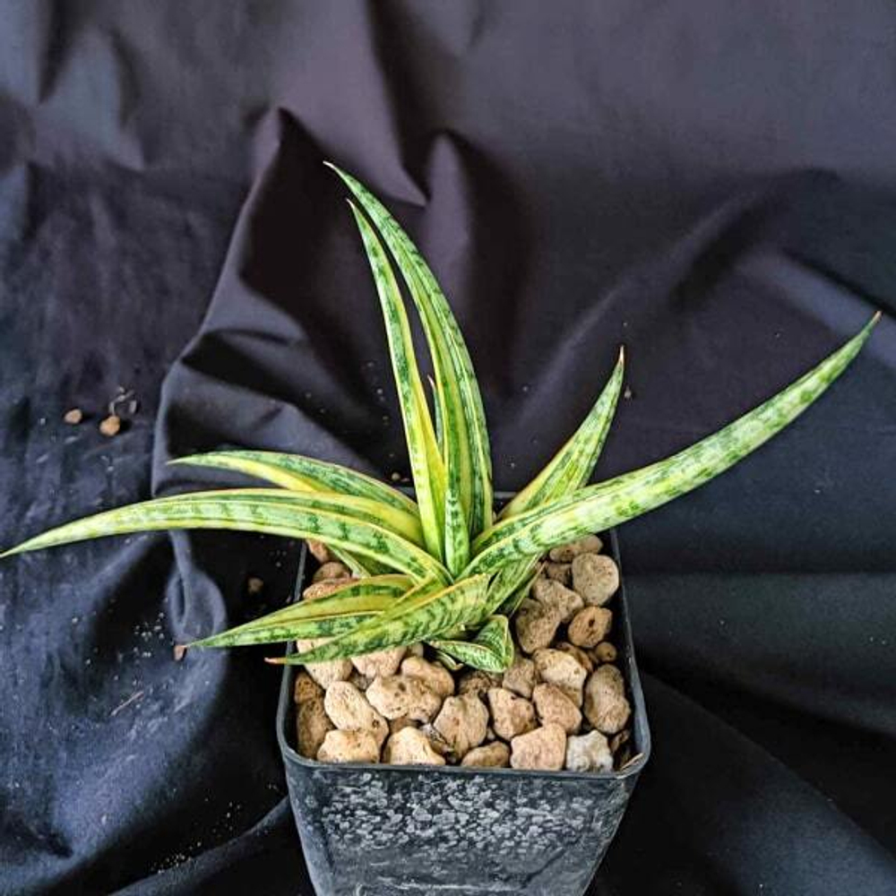 Сансевиерия MANDARIN VAR