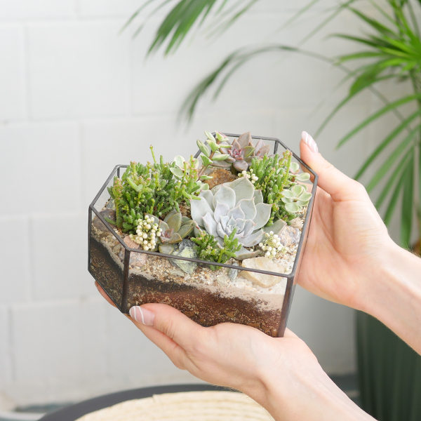 Готовый флорариум с суккулентами Сердце 16см органик