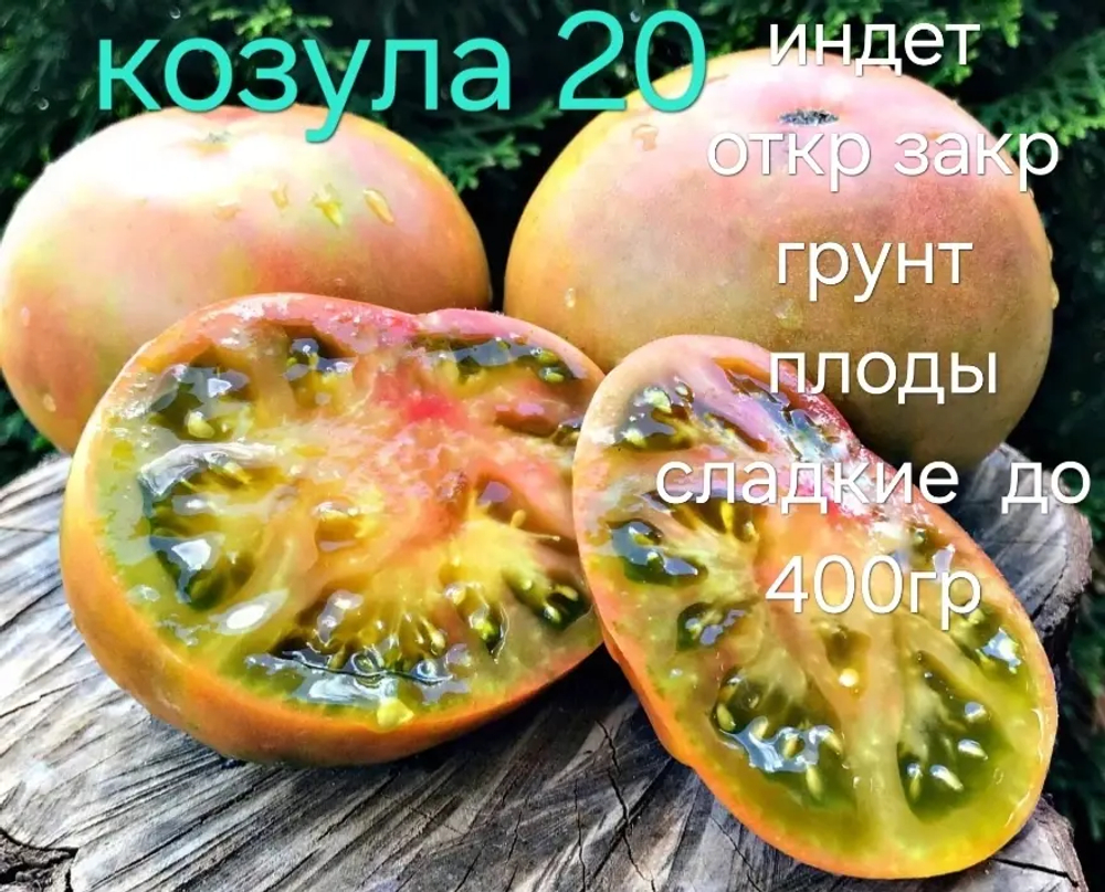 КОЗУЛА 20