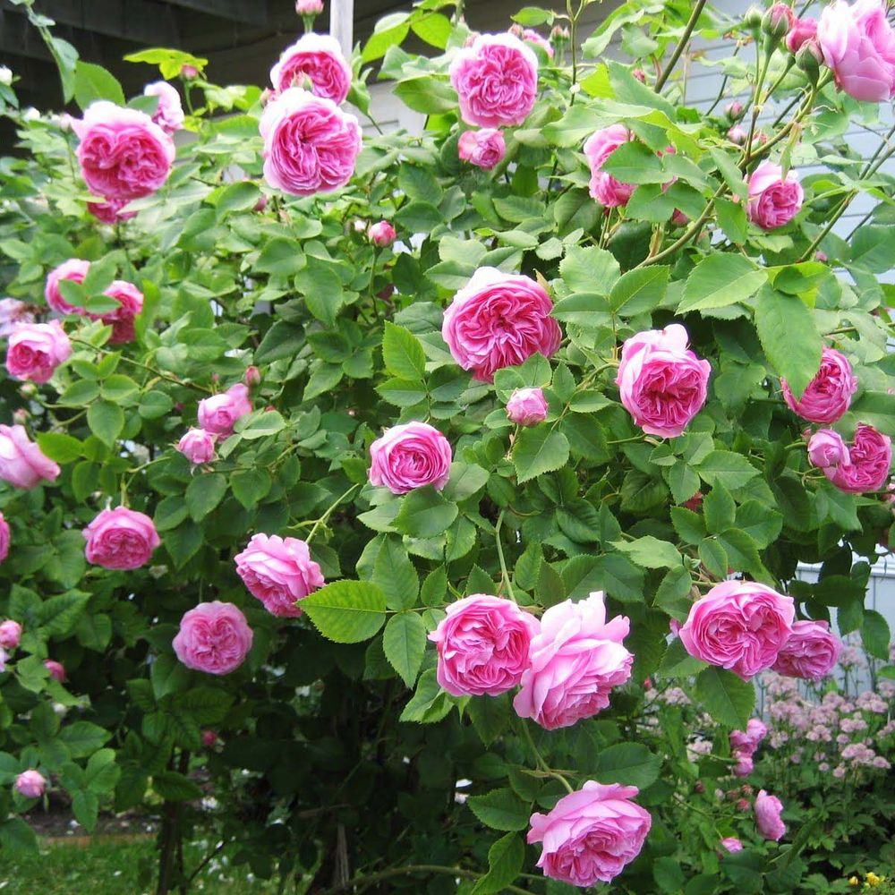 Луиз Одье (Louise Odier)