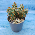 Tephrocactus Molinensis Red Glochids (Тефрокактус)