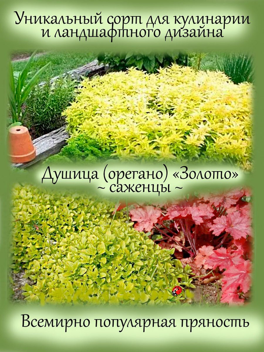 Душица Золото (орегано) пряность многолетняя