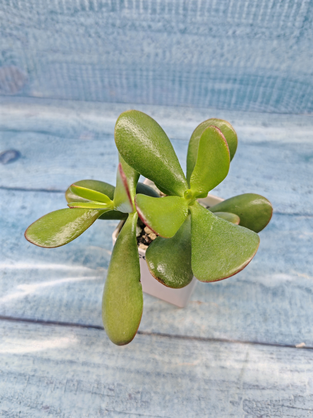 Crassula Ovata (Крассула)