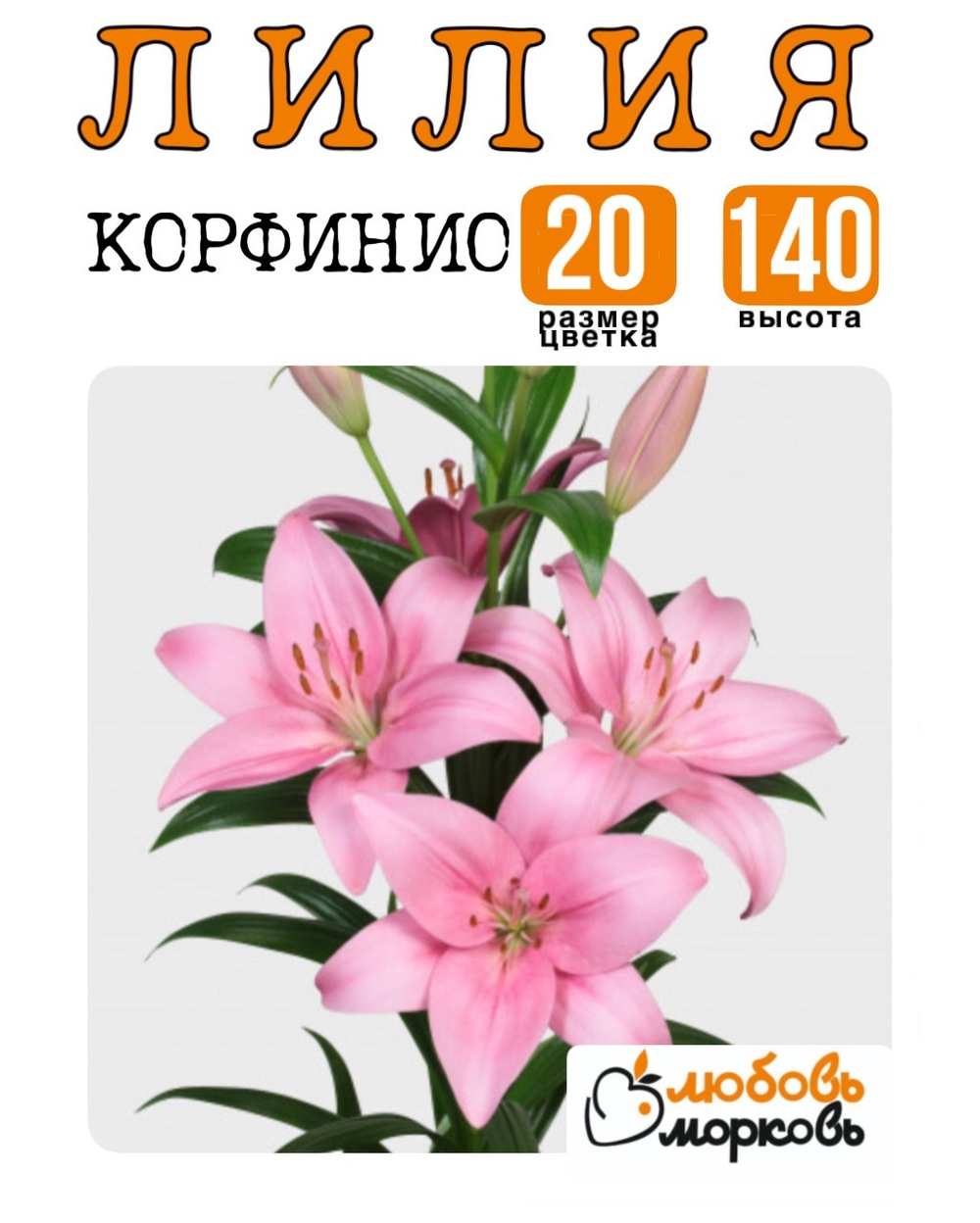 Лилия Луковица, Корфинио, ЛА-гибрид, 1 шт