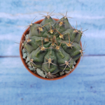 Gymnocalycium Friedrichii (Гимнокалициум)