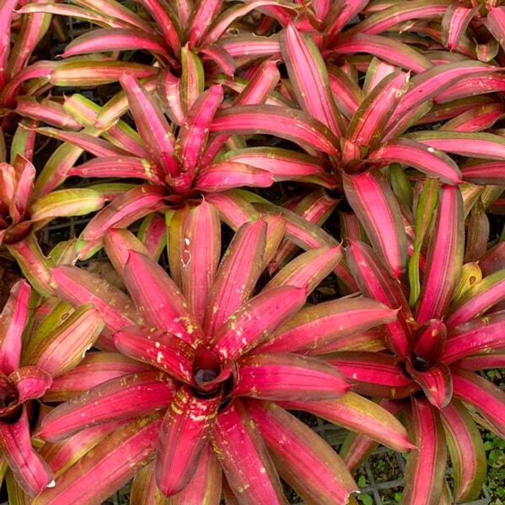 Неорегелия ABSOLUTELY FABULOUS