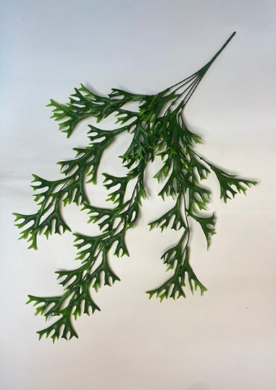 Оленьи рожки ампельные