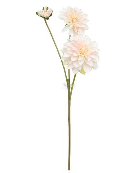 Георгин - Бело-розовый