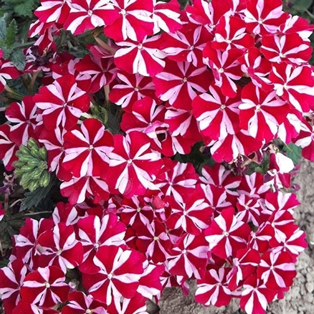 В6 Вербена Samira Deep Red Star