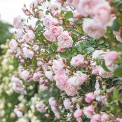 Зе Дженероуз Гарден (The Generous Gardener)