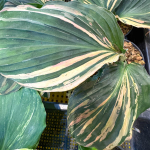 Кемпферия 06 PEACOCK (Н135)