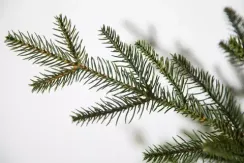 Искусственная ель Французская 185 см., литая хвоя+пвх, Black Box (74377)