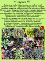 Живучка Блэк Скэллоп Черный гребешок аюга многолетник